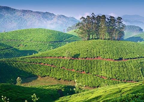 Gewürzplantagen im  Bergland von Periyar entdecken