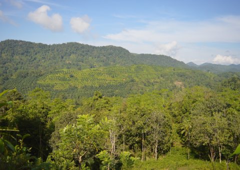 In der Singharaja Garden ECO-Lodge können Sie inmitten von grüner Natur komplett entspannen