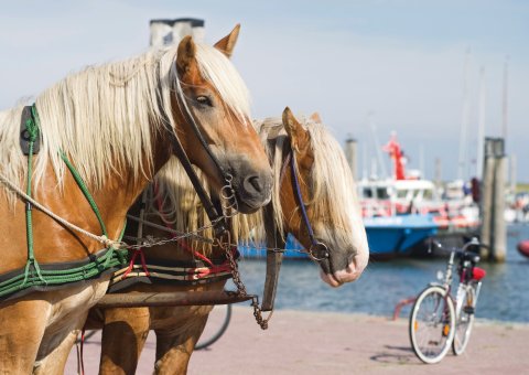 Pferdekutsche auf Baltrum