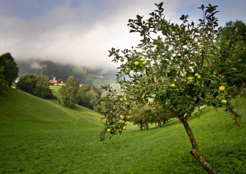 Genießen Sie die Natur in Südtirol in Italien 