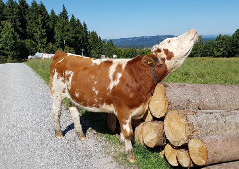 Auch die heimische Tierwelt darf bei einer Wanderung nicht fehlen