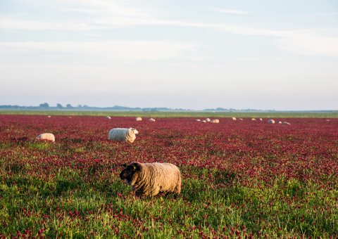 Wanderungen vorbei an Schafen und blühenden Gräsern