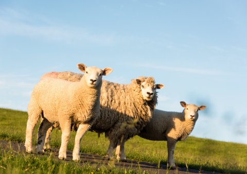 Landschaftliche Idylle und neugierige Schafe