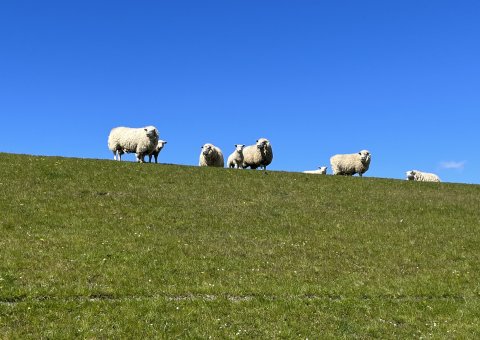 Wanderungen vorbei an weiten Wiesen  und Schafen