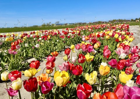 Unzählige Tulpen so weit das Auge reicht