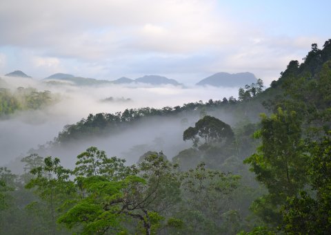 Blick über den Regenwald Sri Lankas