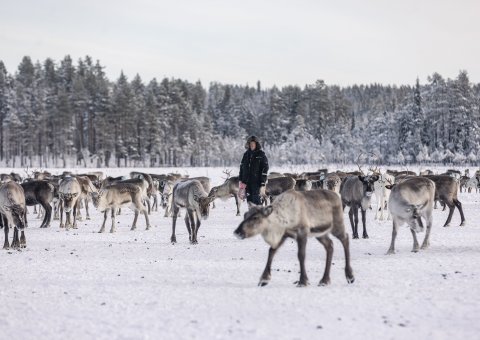 Die Rentiere im Schnee