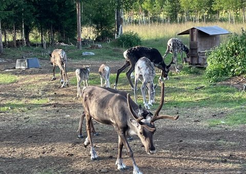 Lernen Sie die heimischen Rentiere in Schweden kennen